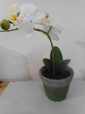 Orchidee weiss inkl. Topf H 38cm – Schumachers Feine Weine & Schöne Dinge